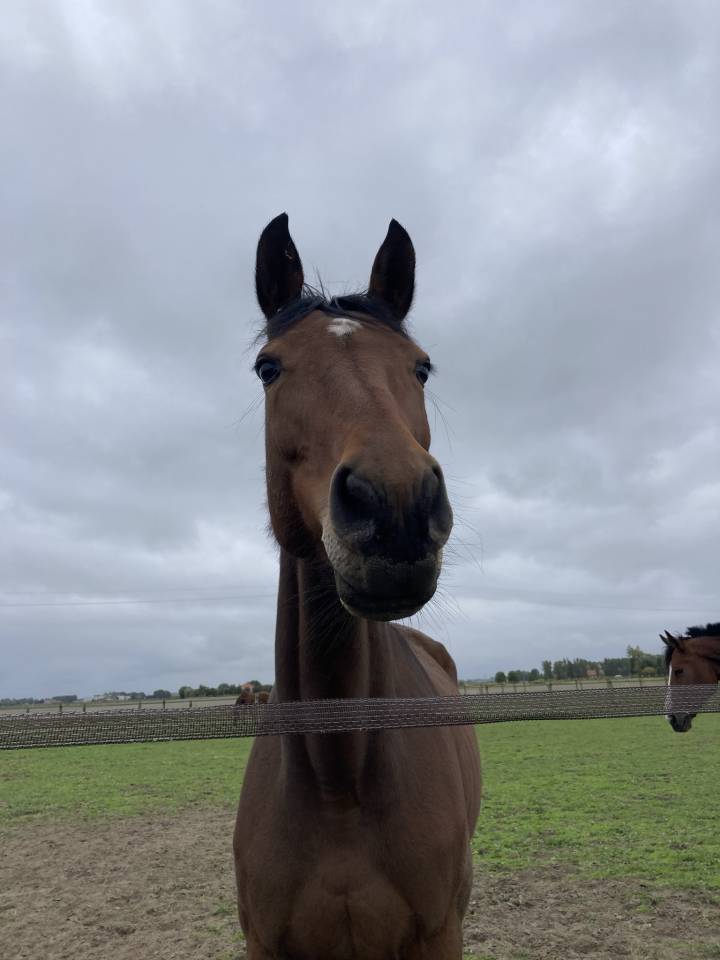 Mare KWPN Dutch Warmblood For sale 2014 Bay