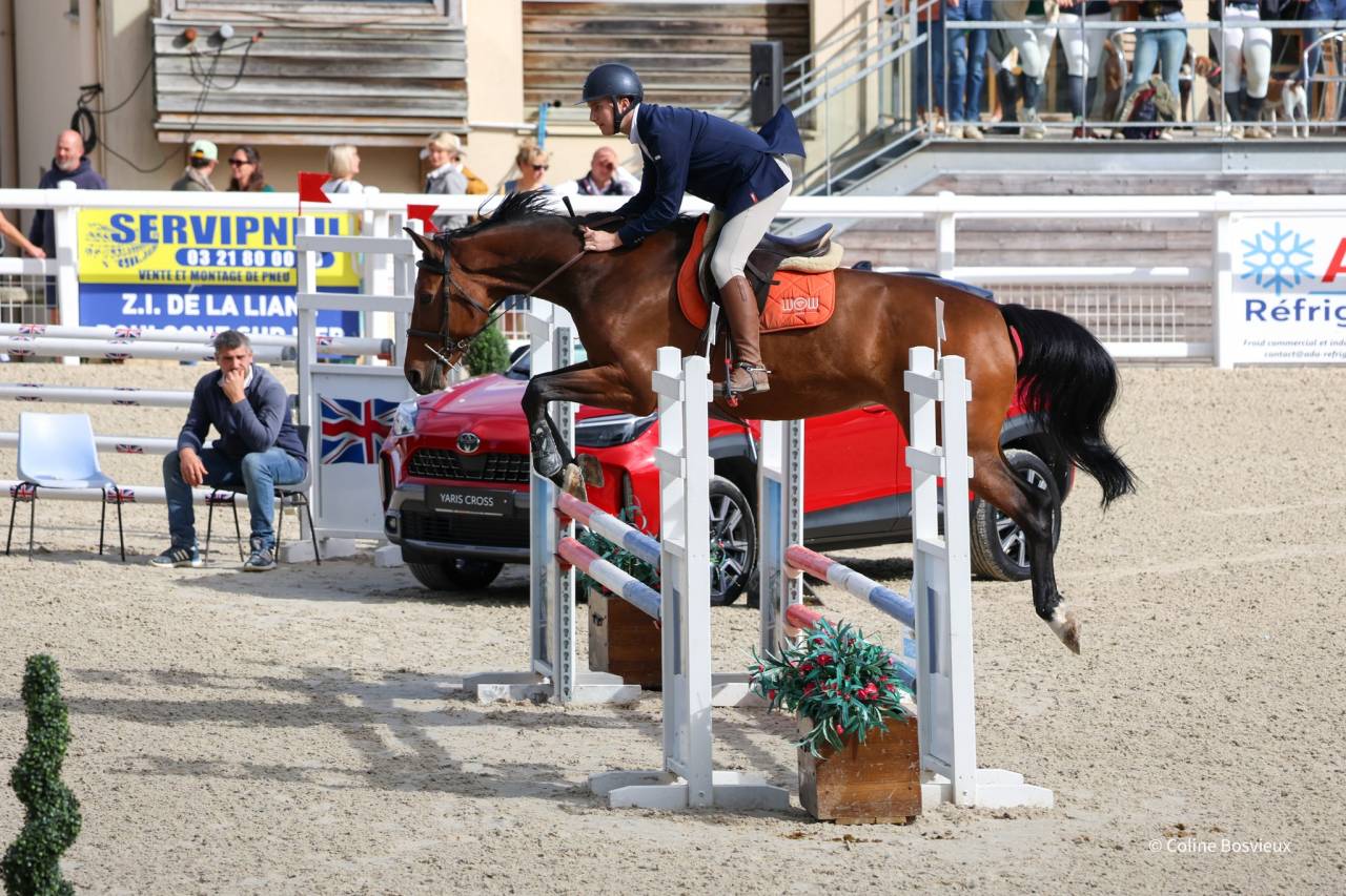 Mare KWPN Dutch Warmblood For sale 2014 Bay