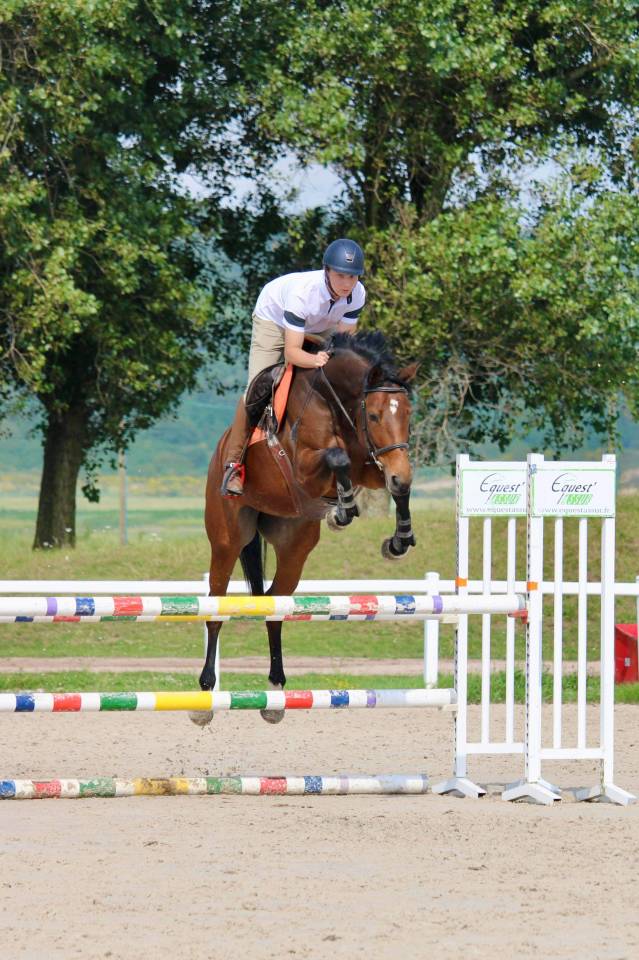 Mare KWPN Dutch Warmblood For sale 2014 Bay