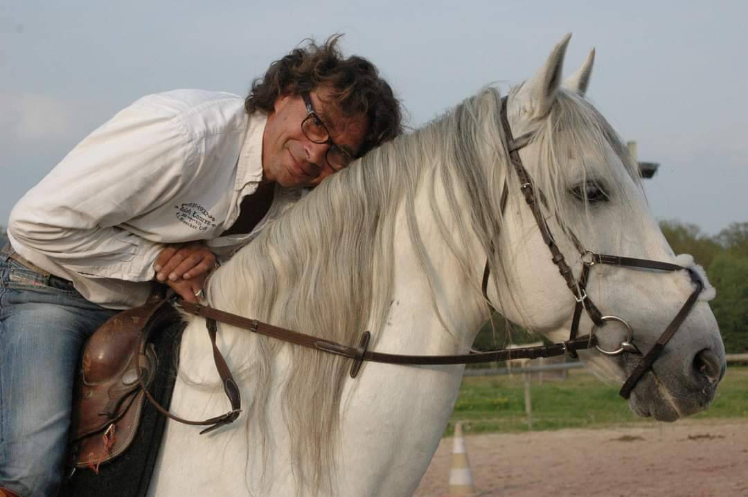 Gelding PRE Pure Spanish Bred For sale 2008 Grey