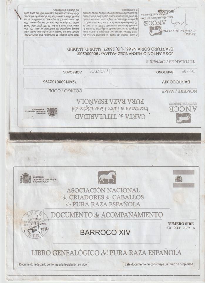 Gelding PRE Pure Spanish Bred For sale 2008 Grey