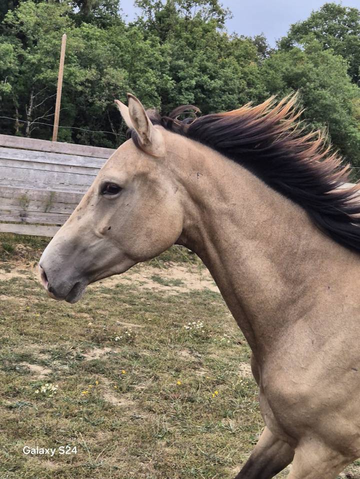 Mare Zangersheide For sale 2023 Buckskin