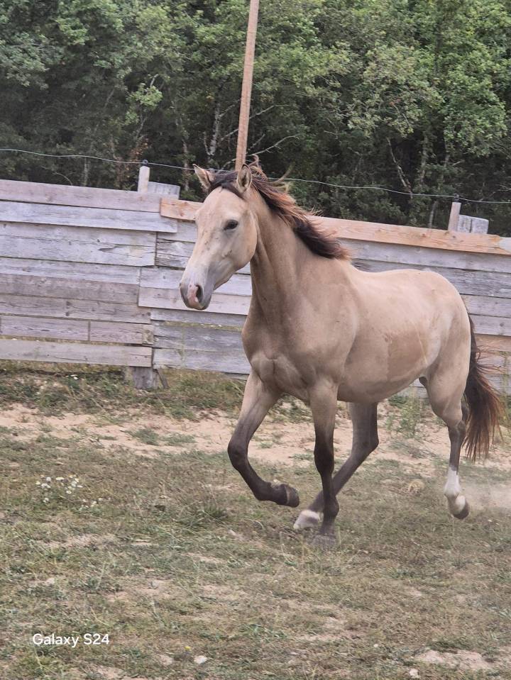 Mare Zangersheide For sale 2023 Buckskin