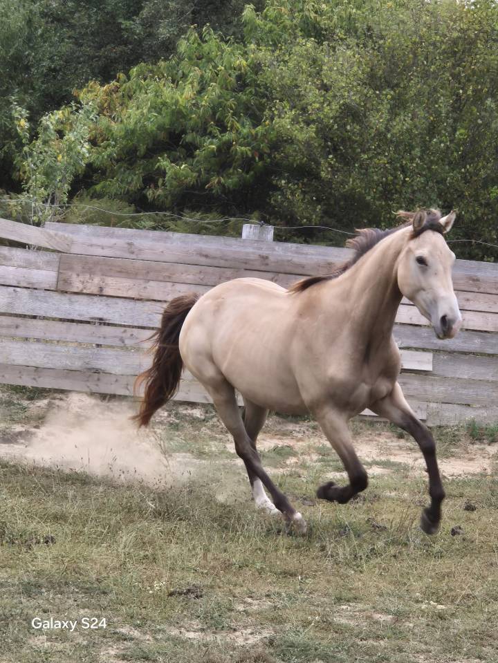 Mare Zangersheide For sale 2023 Buckskin