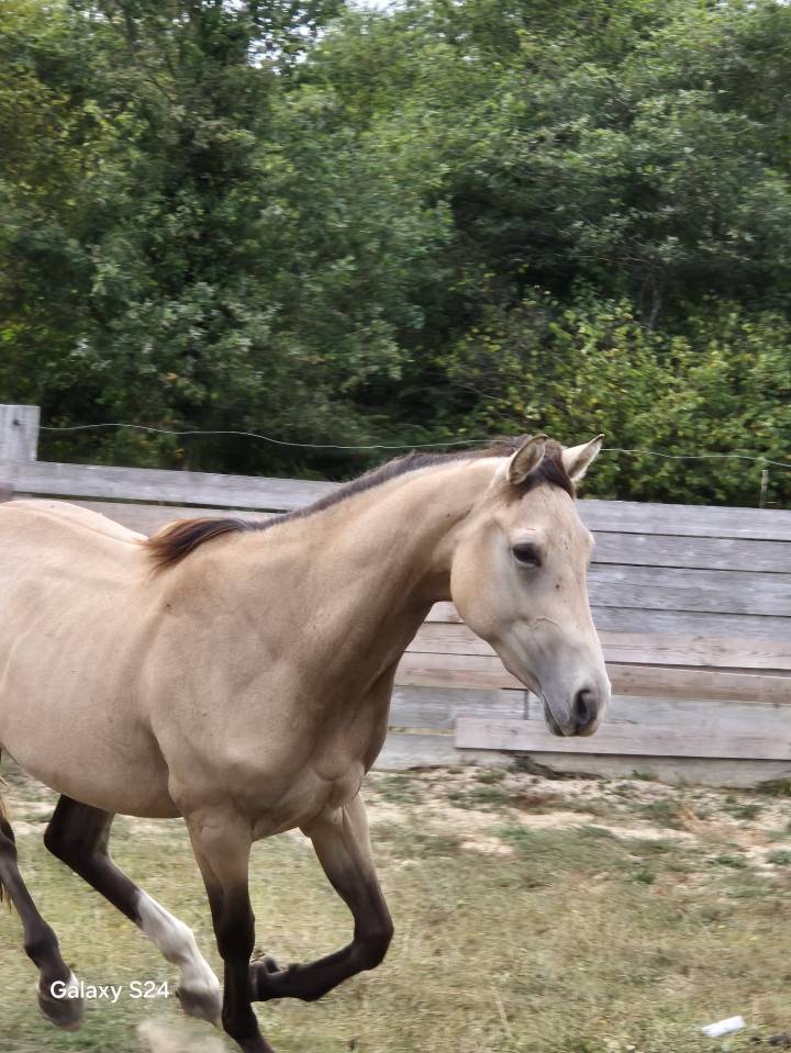 Mare Zangersheide For sale 2023 Buckskin
