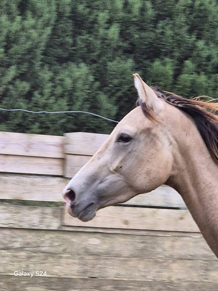 Mare Zangersheide For sale 2023 Buckskin