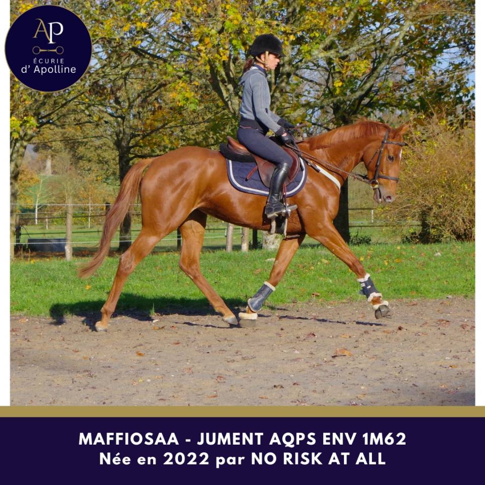 Mare AQPS For sale 2022 Chesnut