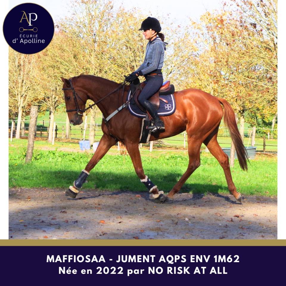 Mare AQPS For sale 2022 Chesnut