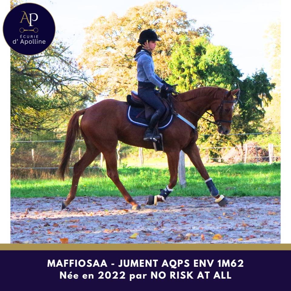Mare AQPS For sale 2022 Chesnut