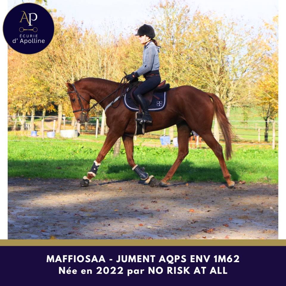 Mare AQPS For sale 2022 Chesnut