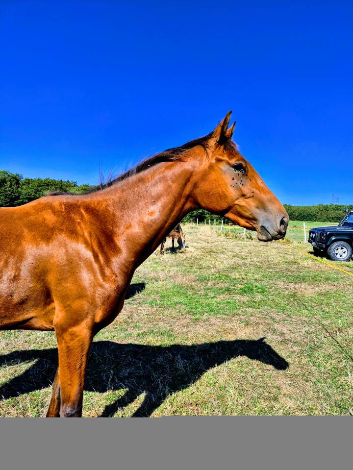 Mare Zangersheide For sale 2023 Bay