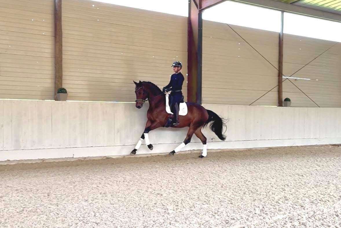 Gelding KWPN Dutch Warmblood For sale 2021 Bay