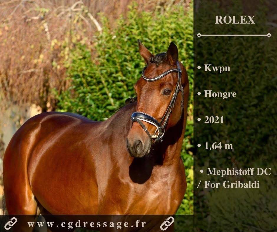 Gelding KWPN Dutch Warmblood For sale 2021 Bay
