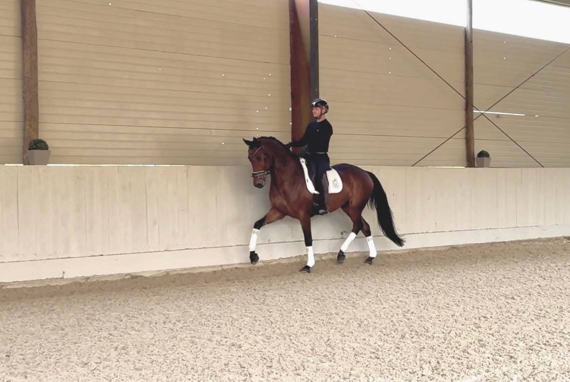 Gelding KWPN Dutch Warmblood For sale 2021 Bay