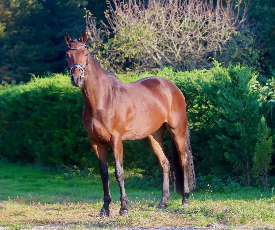 Gelding KWPN Dutch Warmblood For sale 2021 Bay