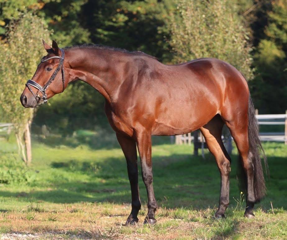 Gelding KWPN Dutch Warmblood For sale 2021 Bay