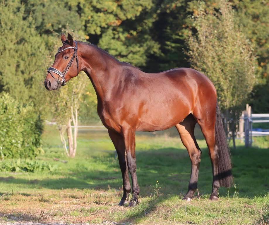 Gelding KWPN Dutch Warmblood For sale 2021 Bay