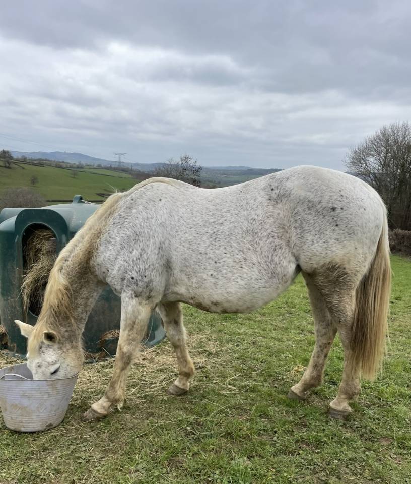 Mare Selle Français For sale 2008 Grey
