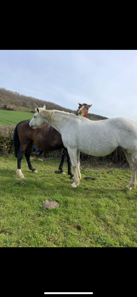 Mare Selle Français For sale 2008 Grey
