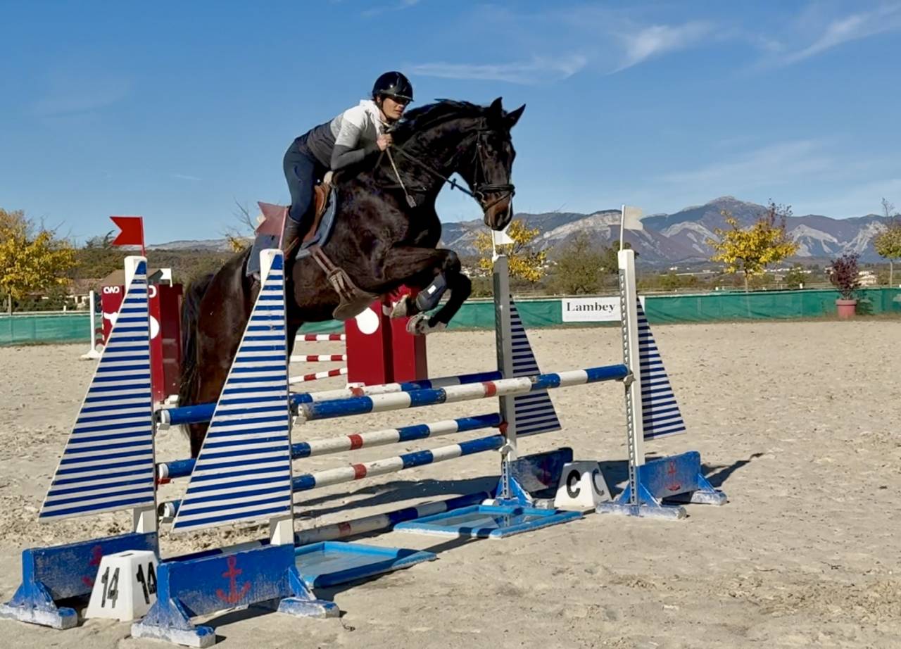 Gelding Selle Français For loan 2019 Dark Bay