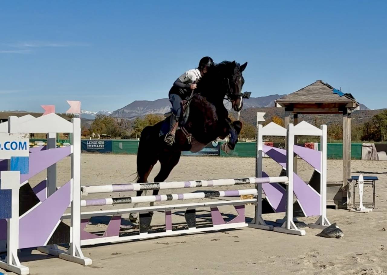 Gelding Selle Français For loan 2019 Dark Bay