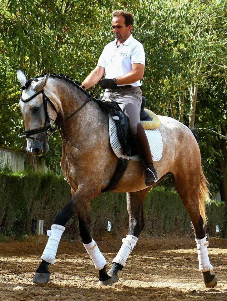 Mare Lusitano For sale 2022 Grey