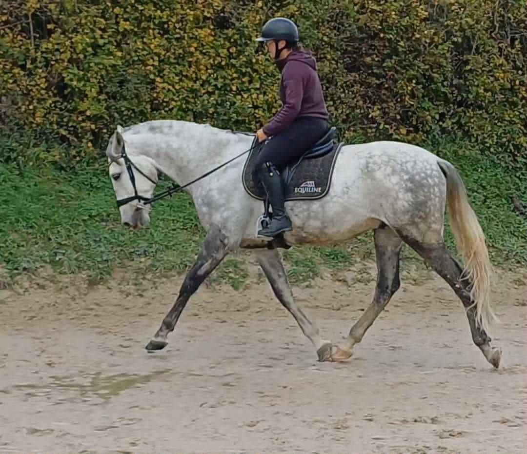 Gelding PRE Pure Spanish Bred For sale 2020 Grey
