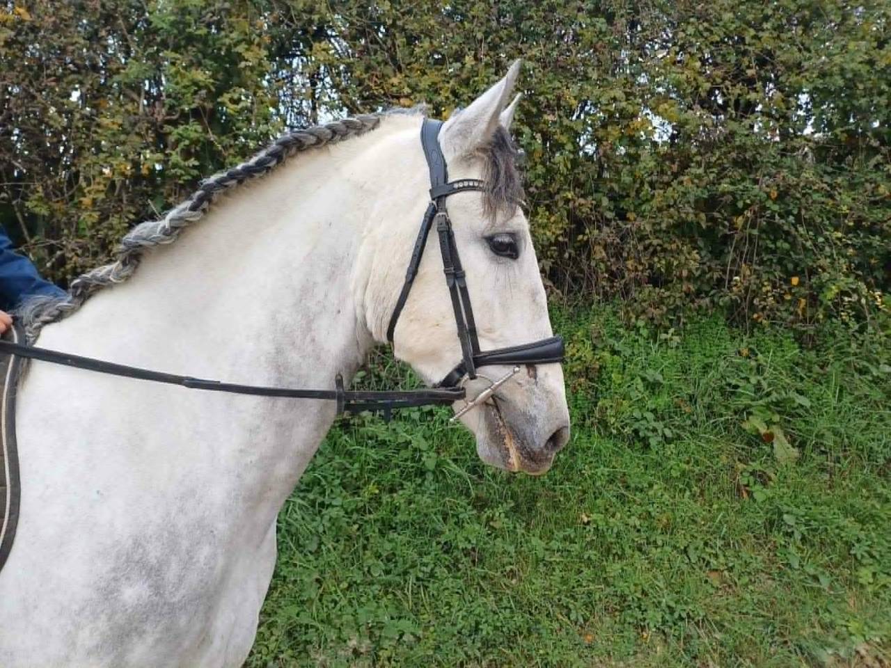 Gelding PRE Pure Spanish Bred For sale 2020 Grey