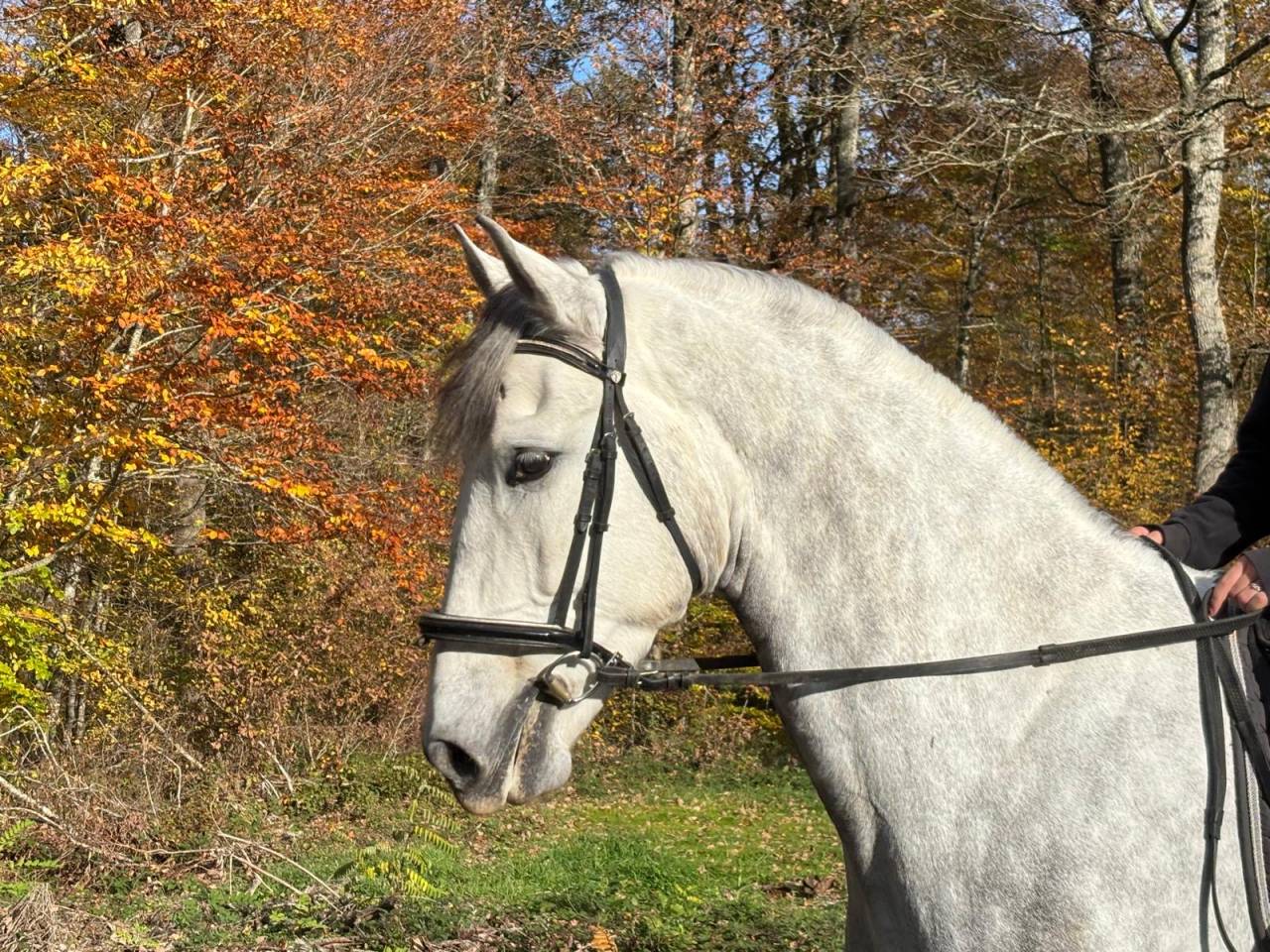 Gelding PRE Pure Spanish Bred For sale 2020 Grey