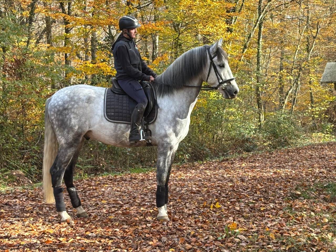 Gelding PRE Pure Spanish Bred For sale 2020 Grey