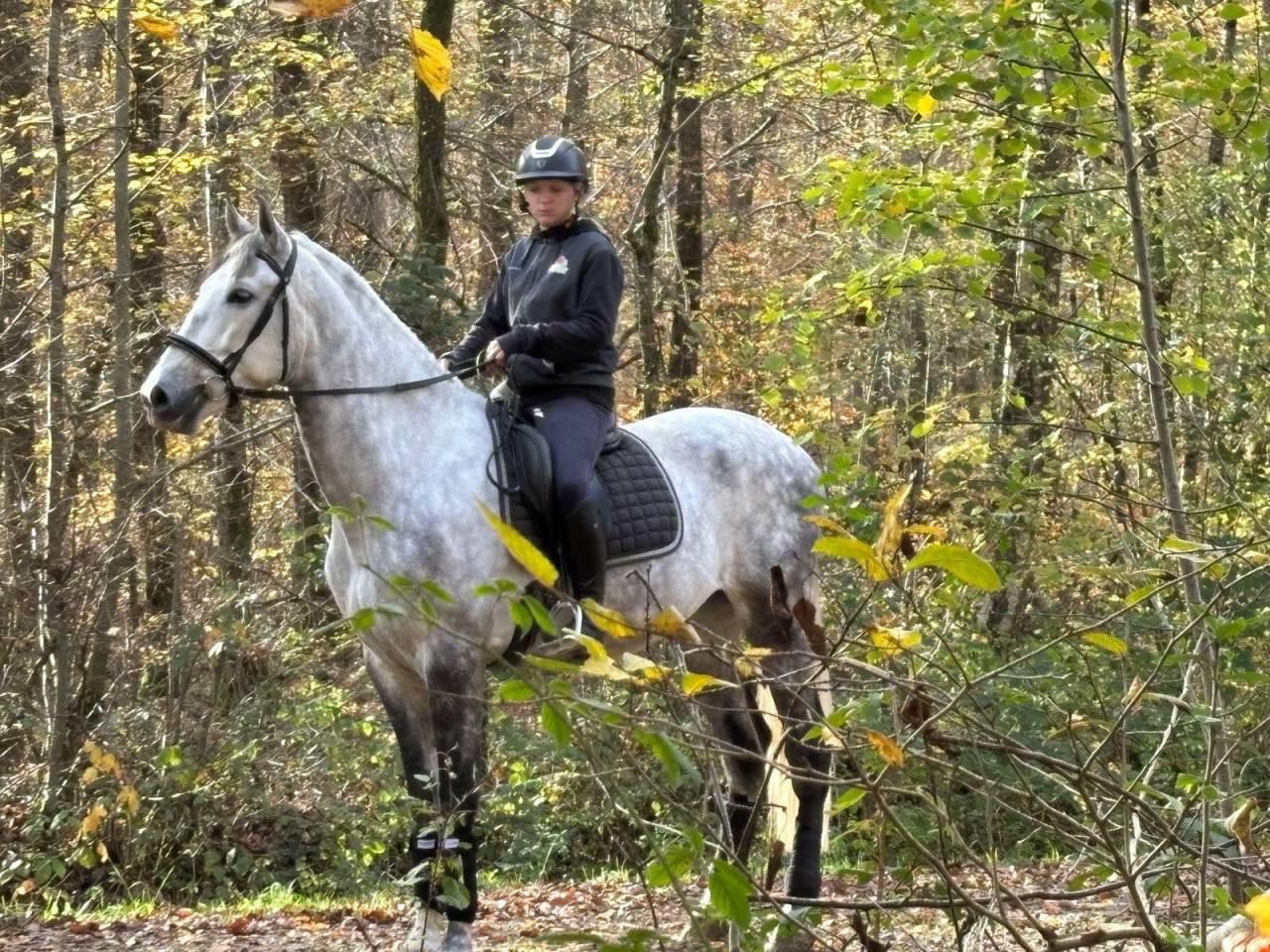 Gelding PRE Pure Spanish Bred For sale 2020 Grey