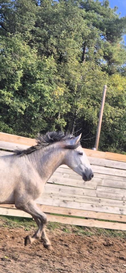 Entire PRE Pure Spanish Bred For sale 2023 Grey
