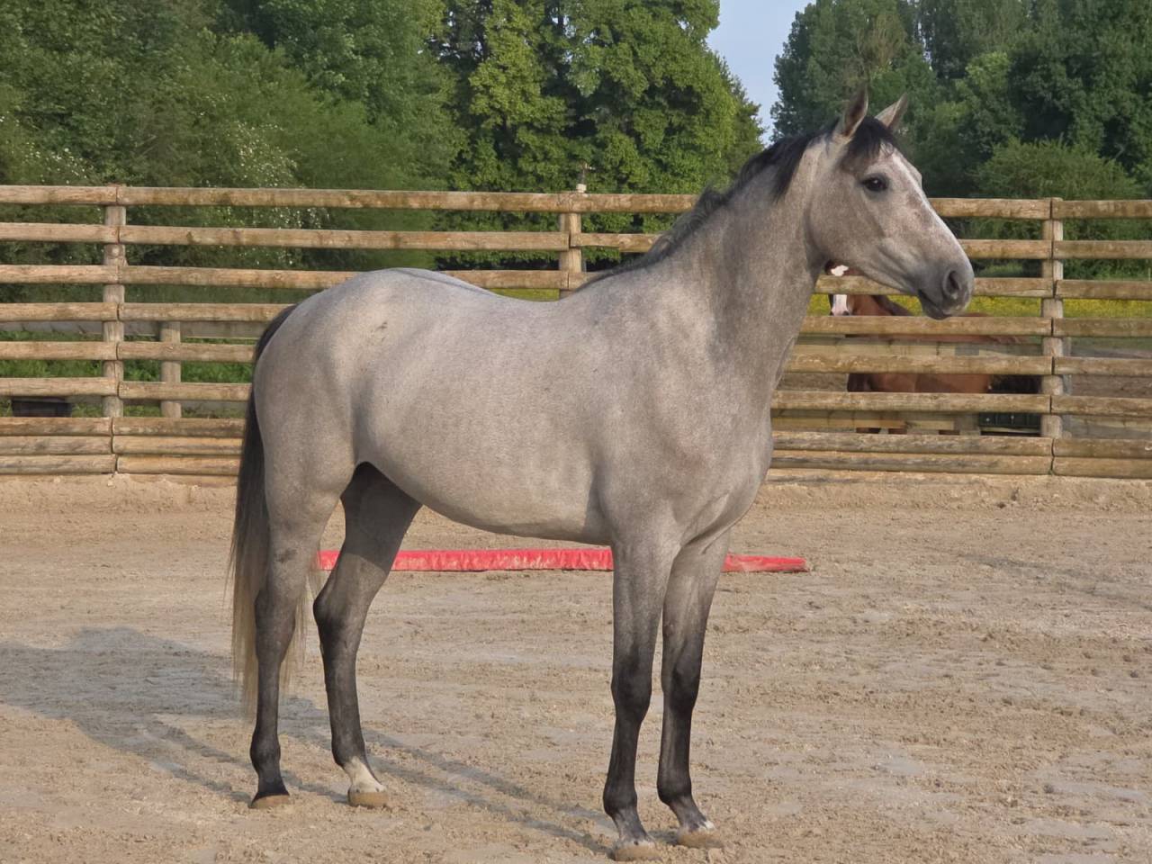 Mare Selle Fran&ccedil;ais For sale 2021 Grey