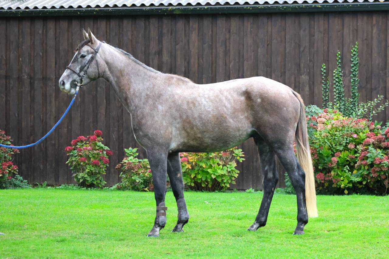 Gelding Selle Français For sale 2022 Grey