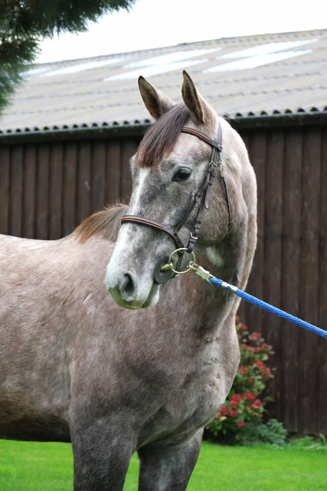 Gelding Selle Français For sale 2022 Grey