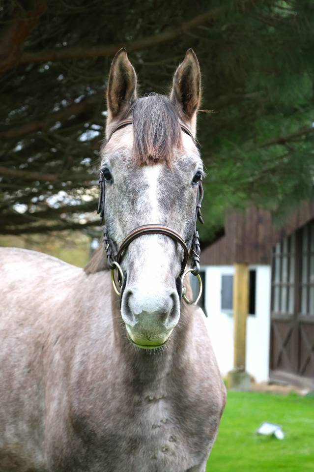 Gelding Selle Français For sale 2022 Grey