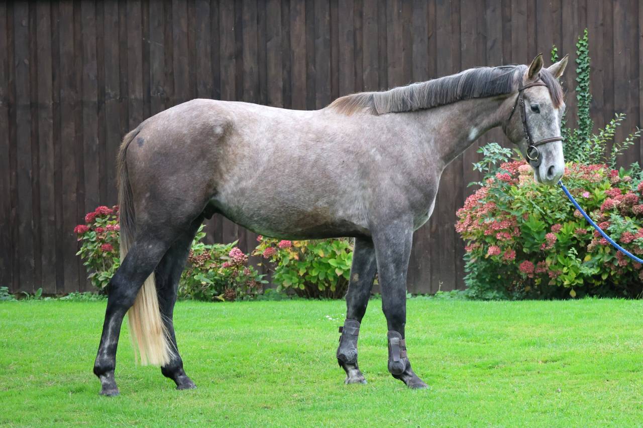 Gelding Selle Français For sale 2022 Grey