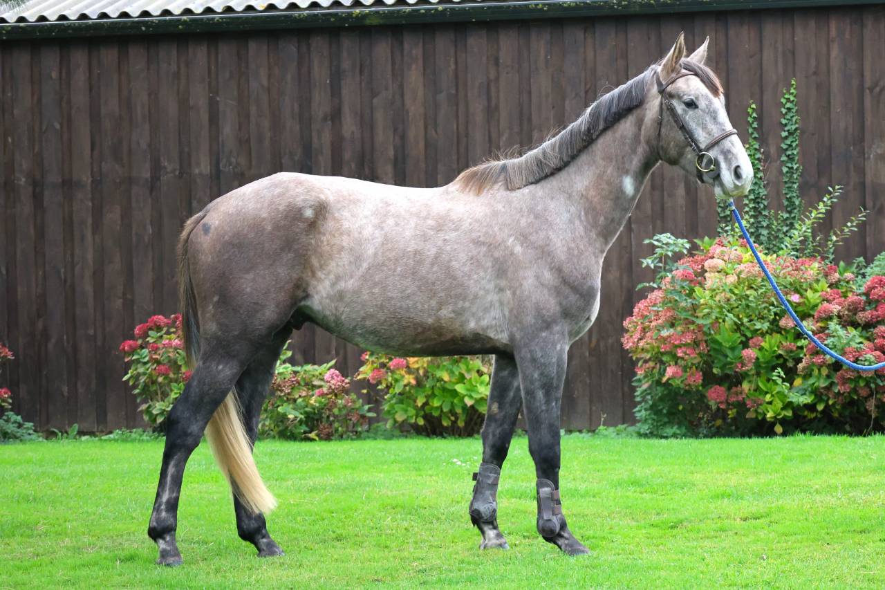 Gelding Selle Français For sale 2022 Grey