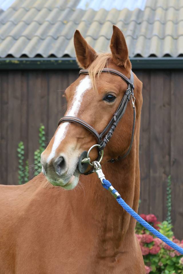 Gelding Selle Français For sale 2022 Chesnut
