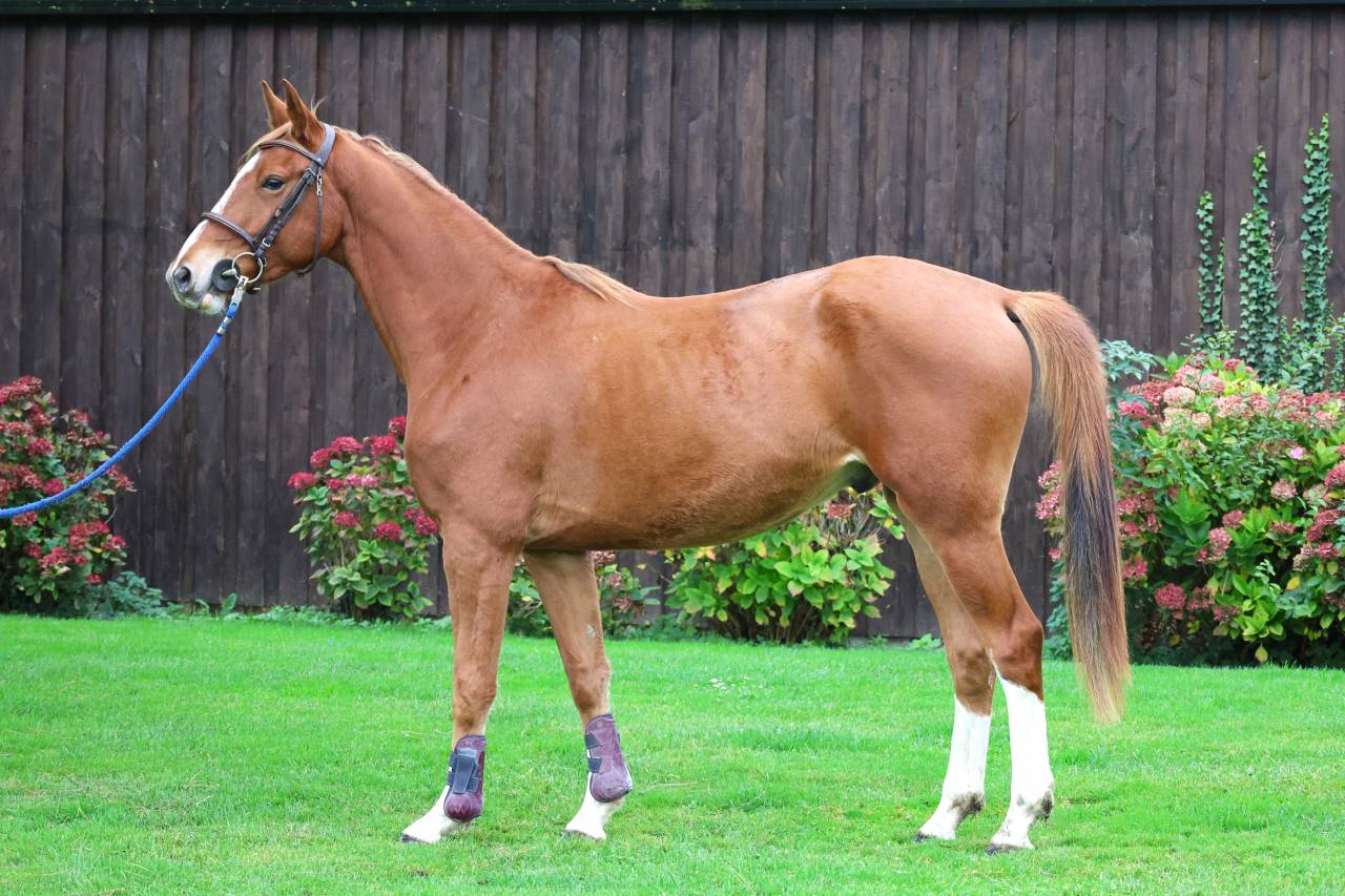 Gelding Selle Français For sale 2022 Chesnut