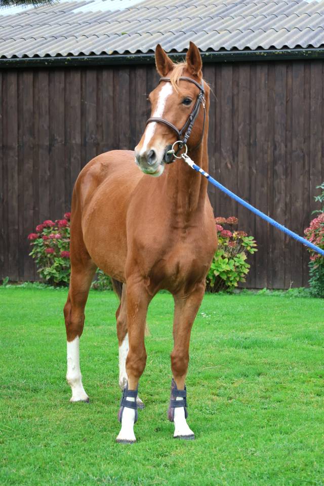 Gelding Selle Français For sale 2022 Chesnut
