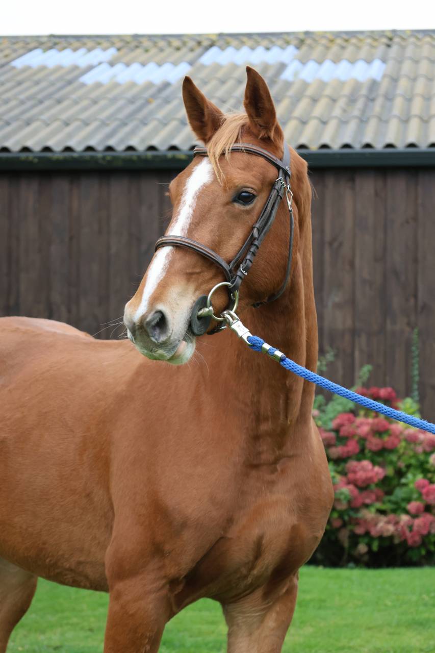 Gelding Selle Français For sale 2022 Chesnut