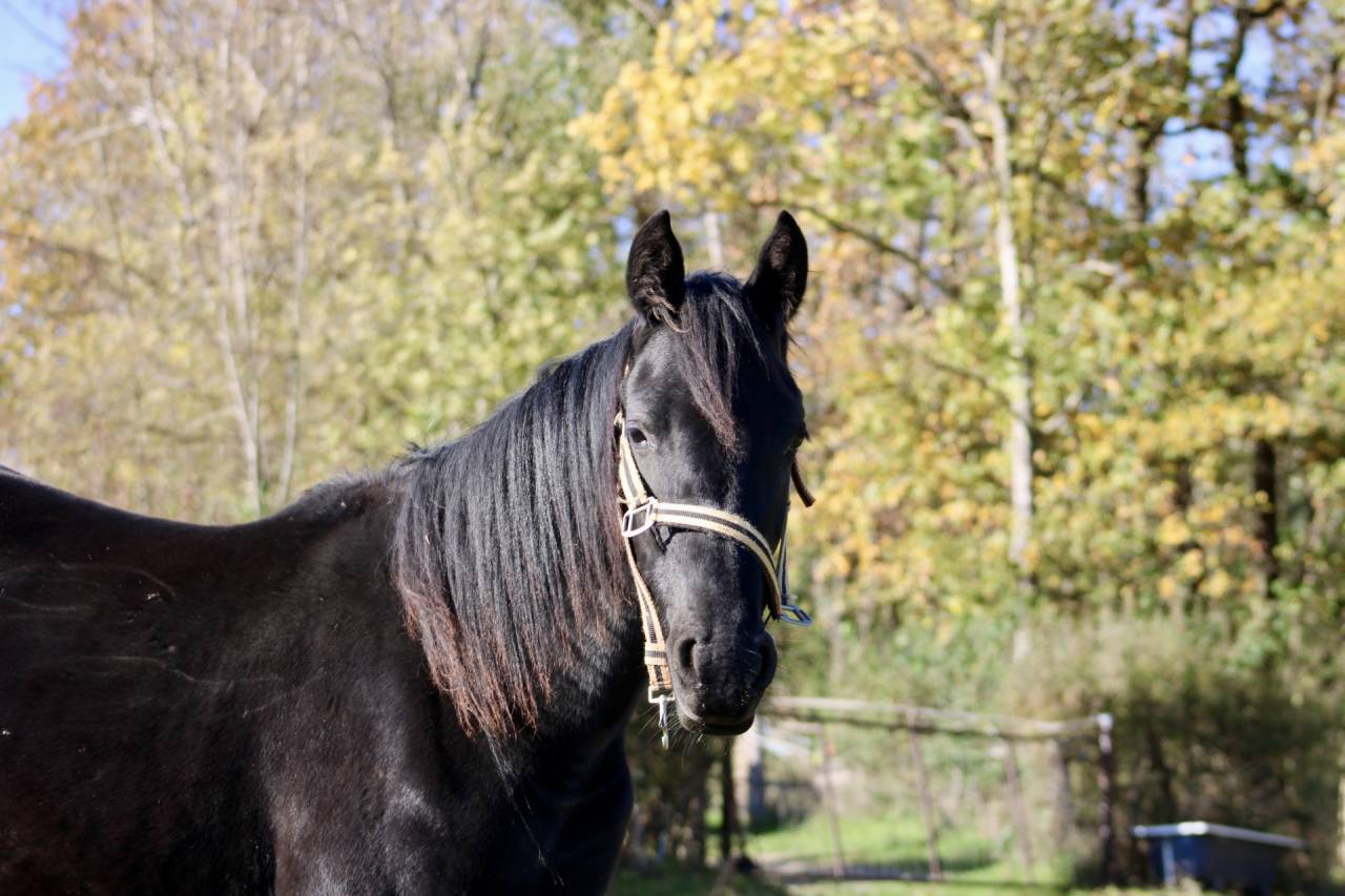 Filly Arabian Half Blood For sale 2024 Black