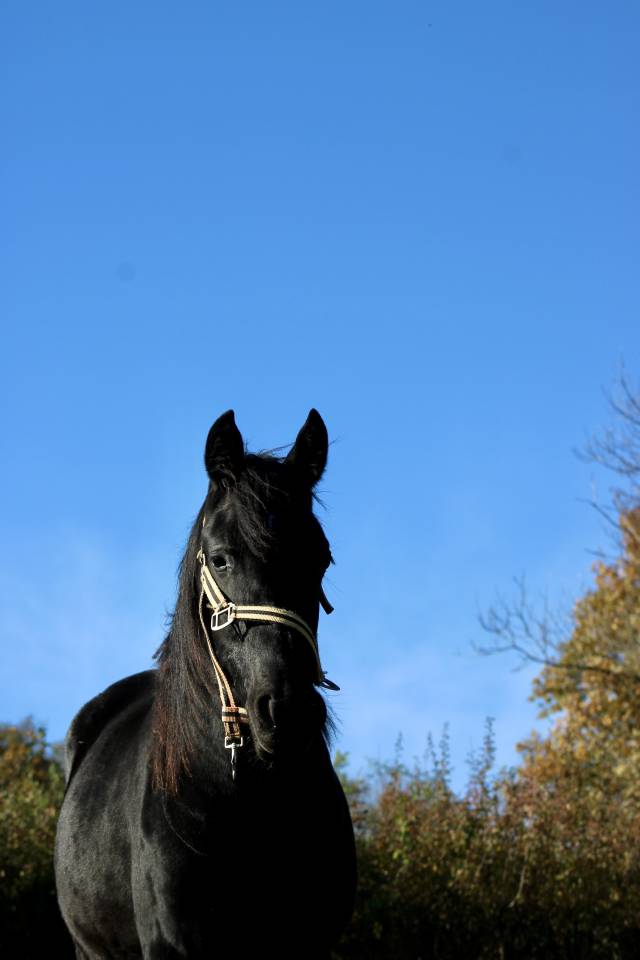 Filly Arabian Half Blood For sale 2024 Black