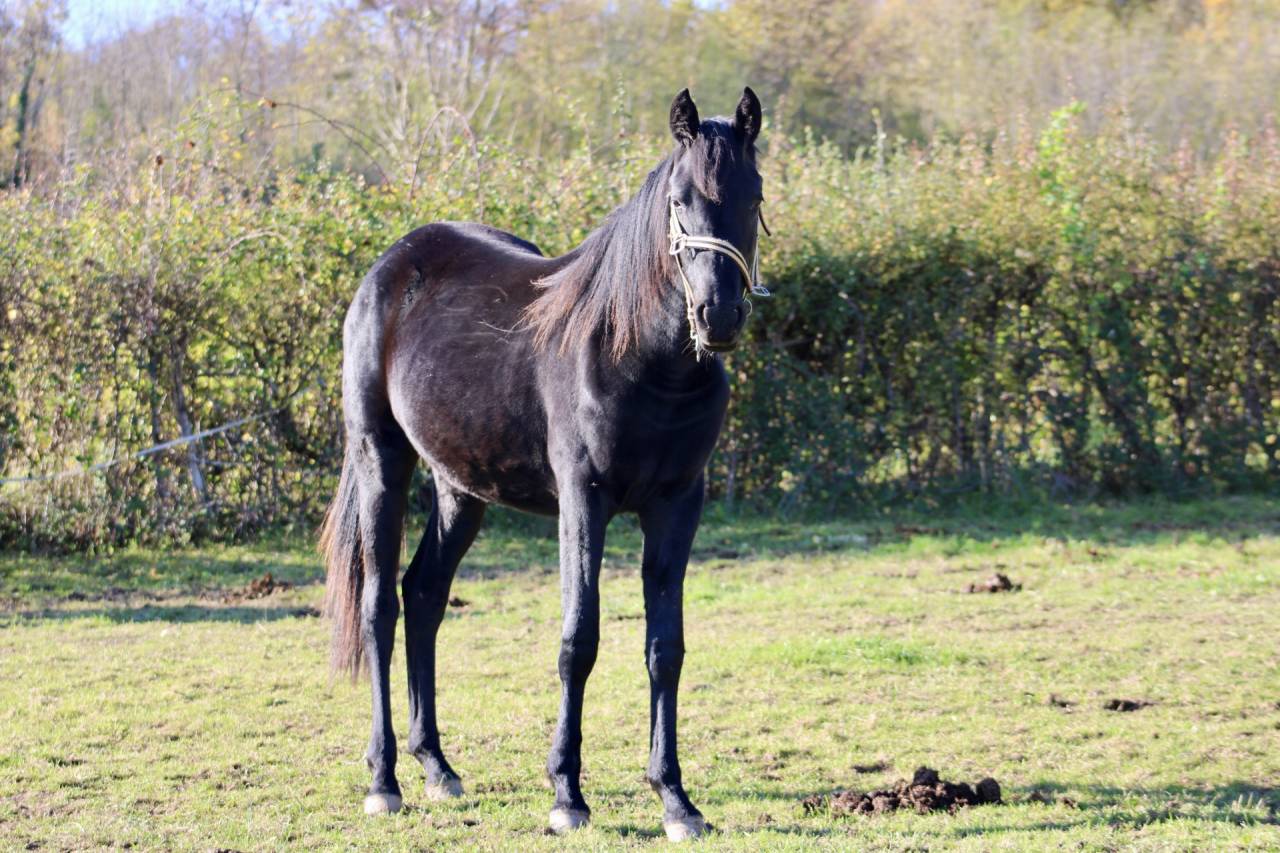 Filly Arabian Half Blood For sale 2024 Black