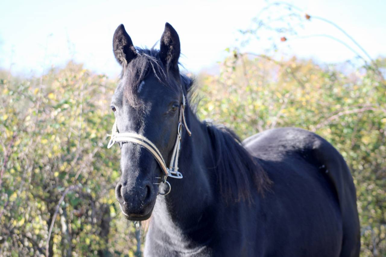 Filly Arabian Half Blood For sale 2024 Black