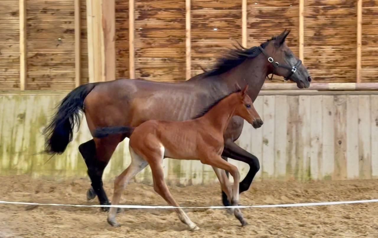 Filly CDF - French Dressage Horse For sale 2025 Bay