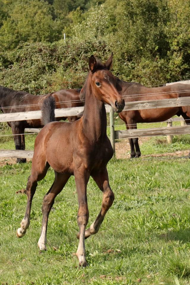 Filly CDF - French Dressage Horse For sale 2025 Bay