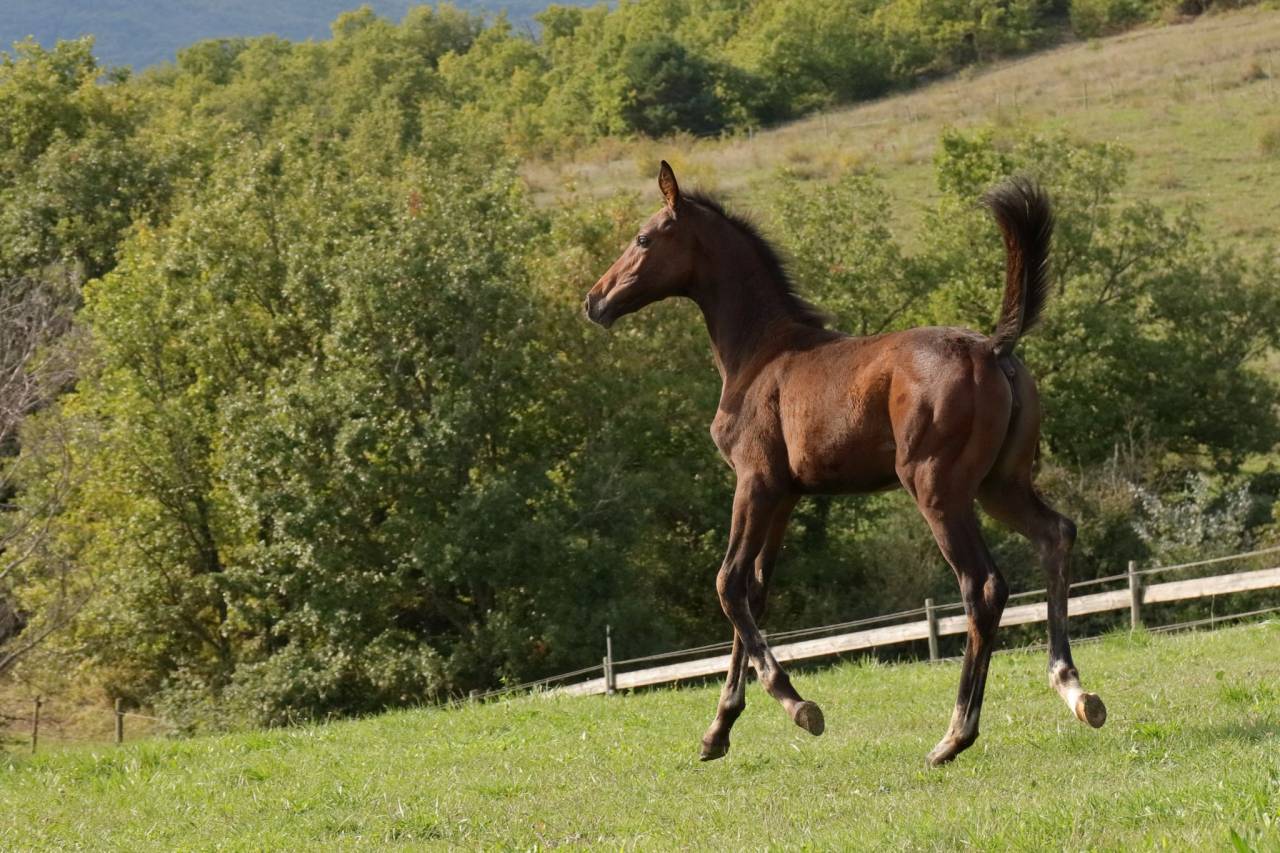 Filly CDF - French Dressage Horse For sale 2025 Bay