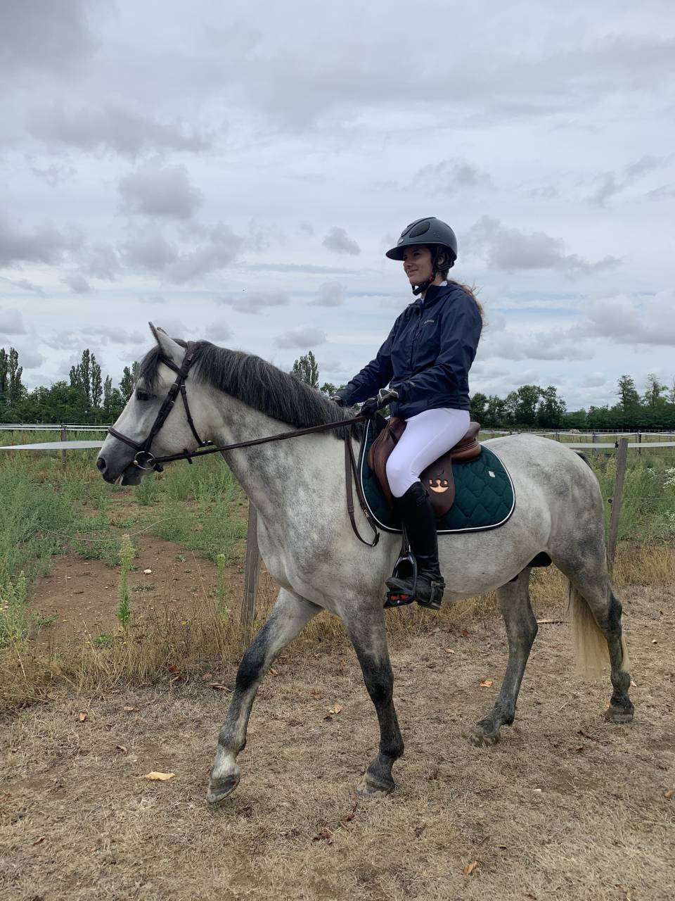 Entire Connemara For sale 2015 Grey